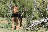 AIREDALE TERRIER 234